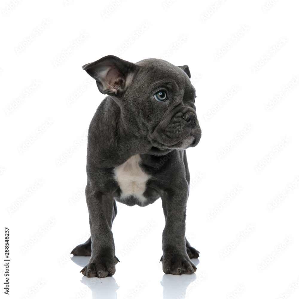 beautiful american bully looking to side on white background beautiful american bully looking to side on white background