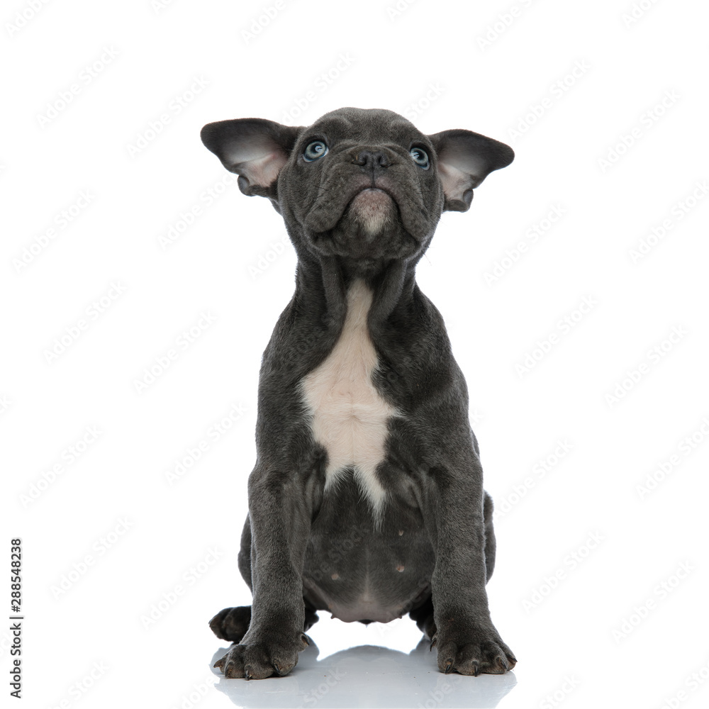 cute american bully looking up and sitting on white background