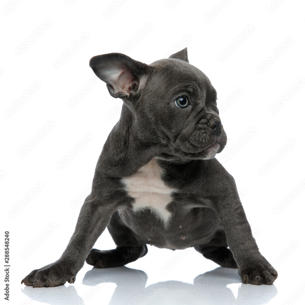 beautiful american bully sitting and looking to side on white background