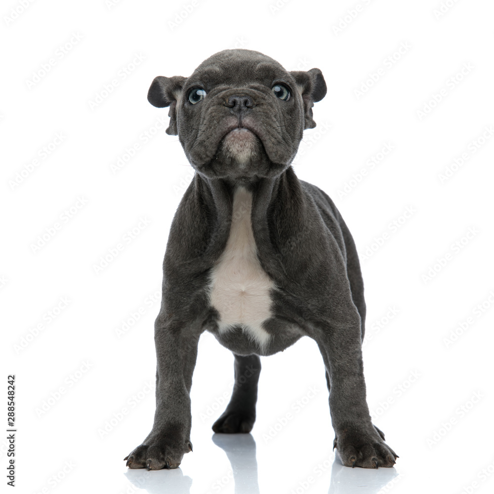 cute american bully standing on white background