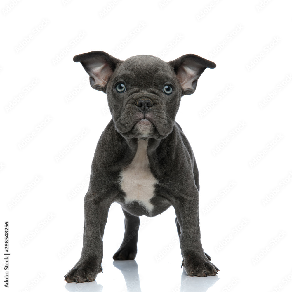 beautiful american bully standing on white background