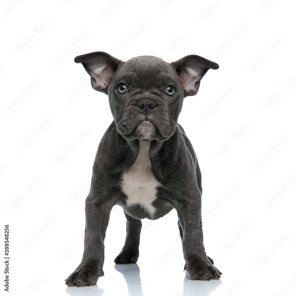 beautiful american bully standing on white background beautiful american bully standing on white background