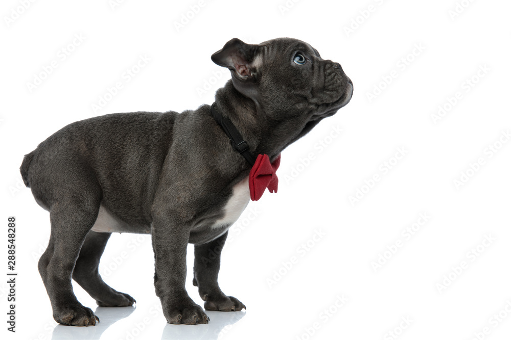 cute american bully looking up and wearing bowtie
