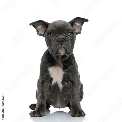 adorable american bully sitting on white background