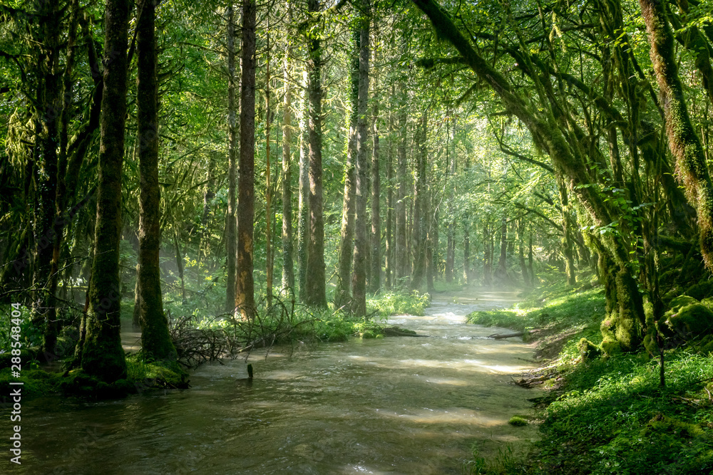 Obraz premium rzeka płynąca w zaroślach z mgłą