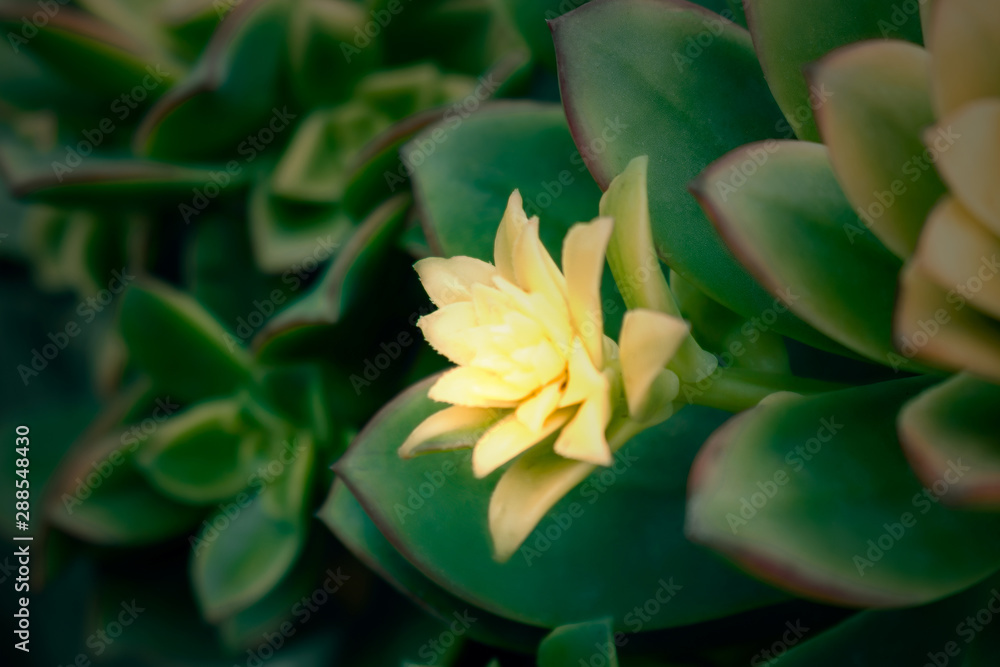 Cactus and Succulent Echeveria. Close up of succulent echeveria plant, growing beautiful succulents of echeveria. Cactus and Succulent Echeveria. Close up of succulent echeveria plant, growing beautiful succulents of echeveria.