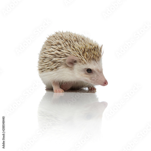 Vászonkép adorable hodgehog sitting on white background in studio