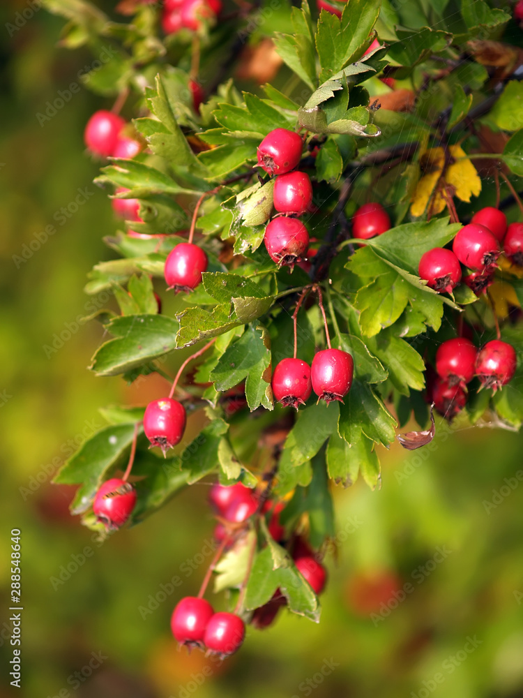 Mature hawthorn fruit (Crataegus L.)