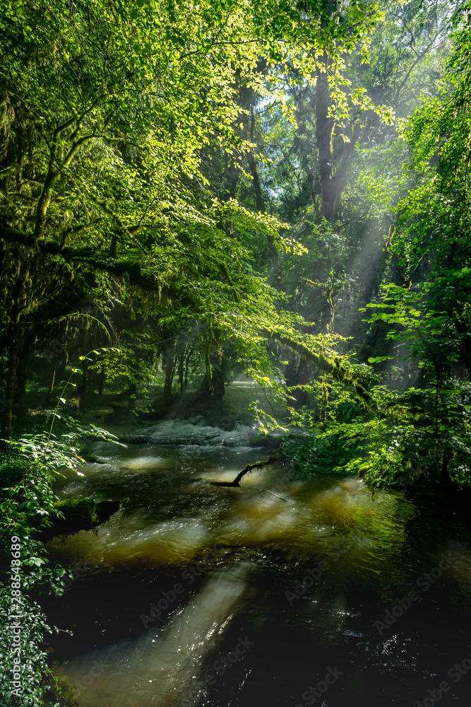 Fototapeta premium les rayons de soleil à travers les arbres d'une forêt et sa rivière