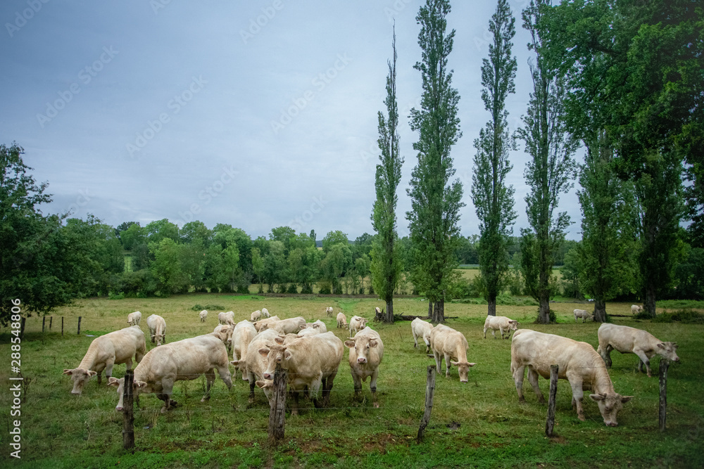 Obraz premium un troupeau de vaches blanches dans la campagne avec des arbres