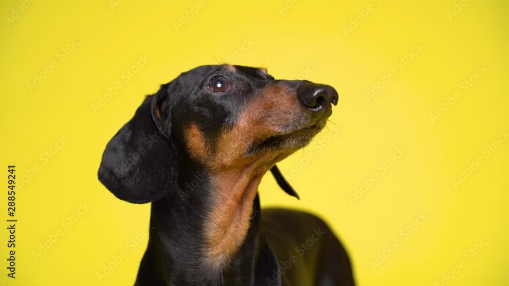 Close-up of a dachshund front view on a yellow background that looks both at the camera and to the side Close-up of a dachshund front view on a yellow background that looks both at the camera and to the side