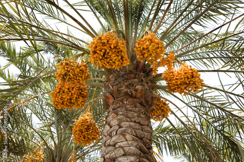Dates fruits bunches hanging on the tree, Bahrain 