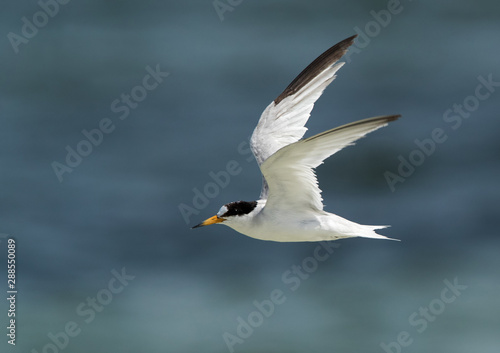 Saunders tern flying at Busiateen coast, Bahrain 