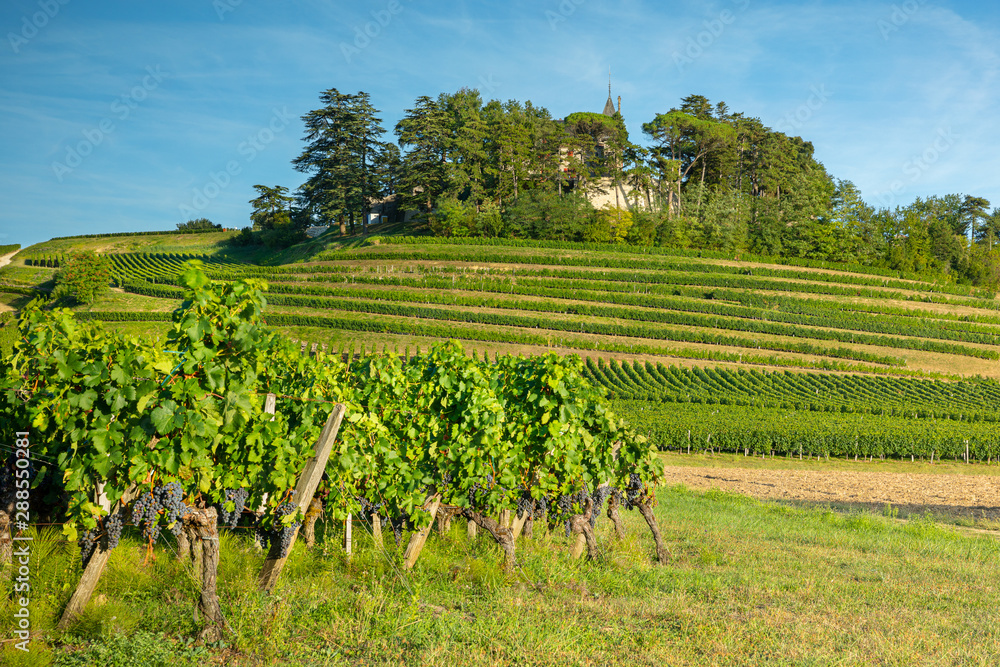 Le vignoble de Bordeaux , dans le Sud-Ouest de la France