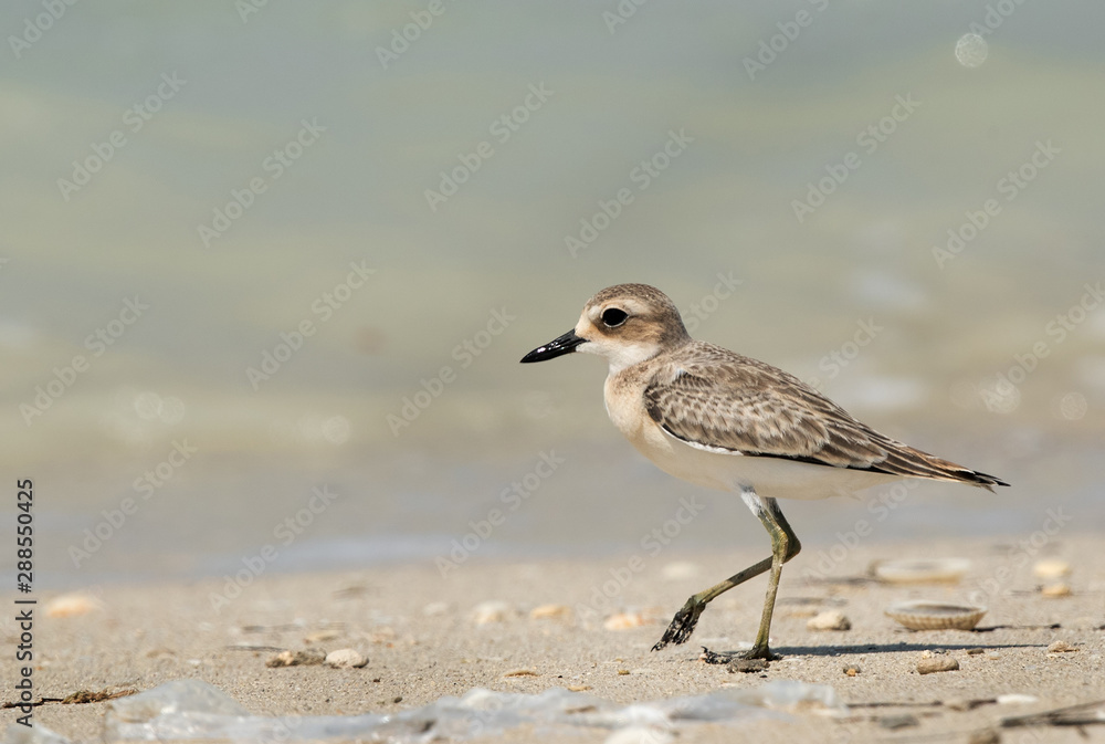 Greater sand plover at Busaiteen coast, Bahrain Greater sand plover at Busaiteen coast, Bahrain