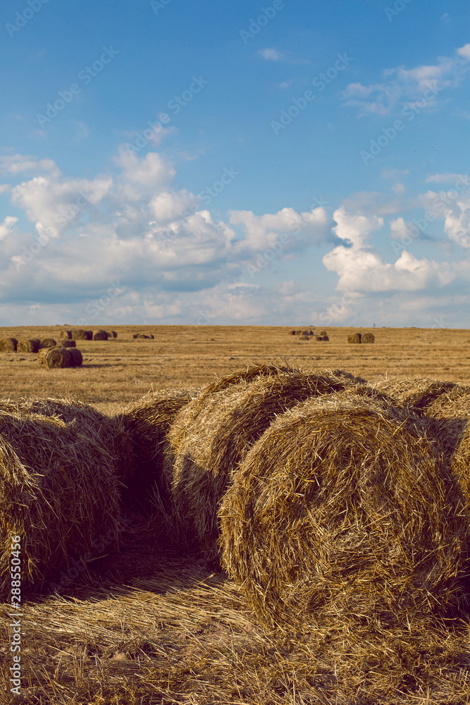 large haystacks stand in a mowed field at sunset