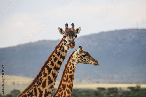 A couple of giraffes in Kenya