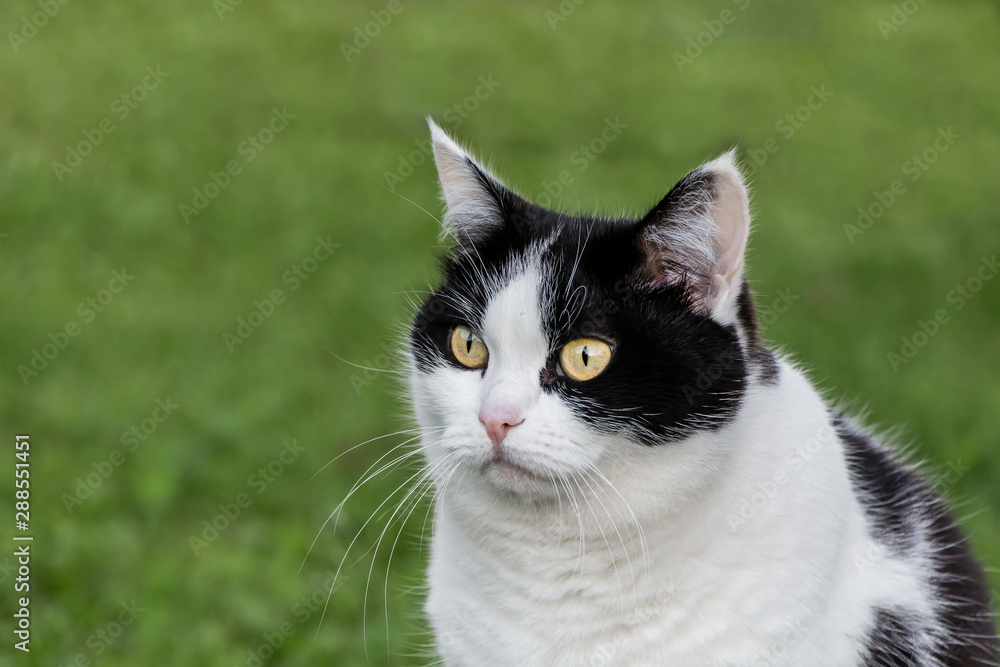 Portrait of a beautiful adult young black and white cat with big yellow eyes is on the blurred green background Portrait of a beautiful adult young black and white cat with big yellow eyes is on the blurred green background