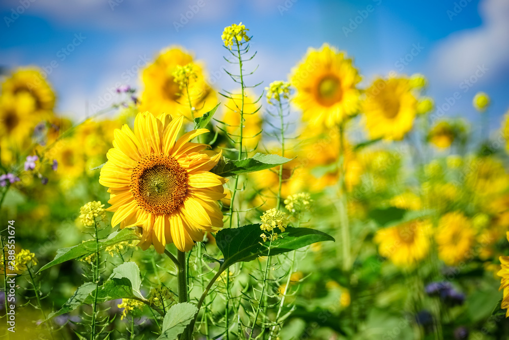 Ein Sonnenblumenfeld im Sonnenschein Ein Sonnenblumenfeld im Sonnenschein