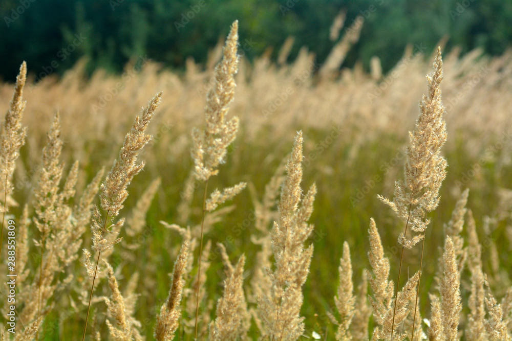 Dry autumn grass. Herbs, meadow with dried grass, natural autumn backgrounds. Light grass silhouette. Dry autumn grass. Herbs, meadow with dried grass, natural autumn backgrounds. Light grass silhouette.