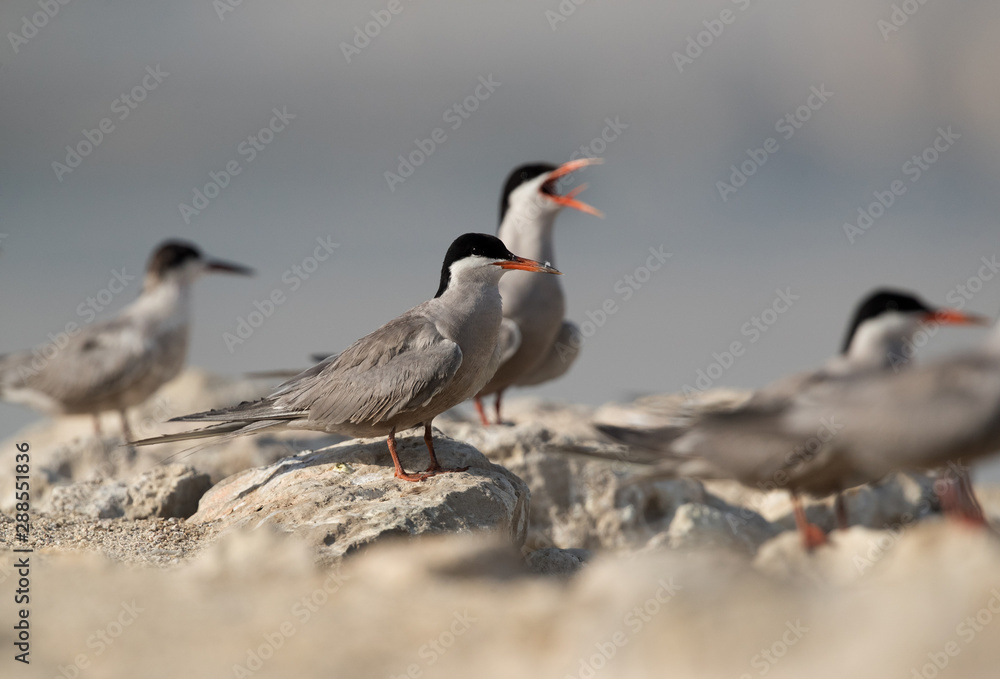 Obraz premium Terns are seabirds in the family Sternidae