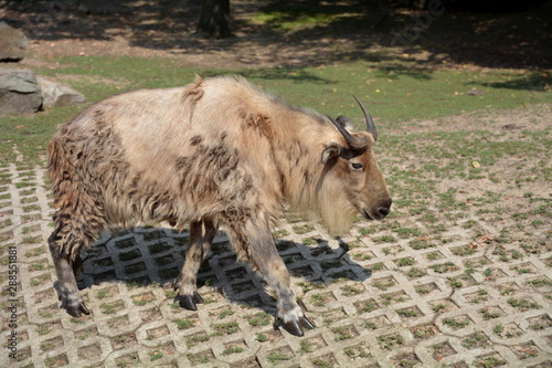 takin tybetański (syczuański)