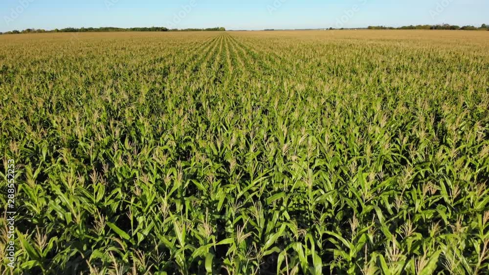 Drone video over a mature fall corn field that is ready for harvesting. 01. Medium height view moving slowly forward. Drone video over a mature fall corn field that is ready for harvesting. 01. Medium height view moving slowly forward.