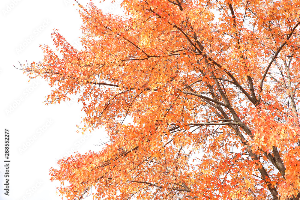 Autumn branch with red and yellow maple leaves on a background of blue sky. Pattern, texture, background, postcard. Autumn branch with red and yellow maple leaves on a background of blue sky. Pattern, texture, background, postcard.