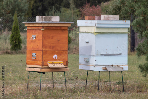 Two wooden beehives stand in the apiary. Bees work. Front view © Volha