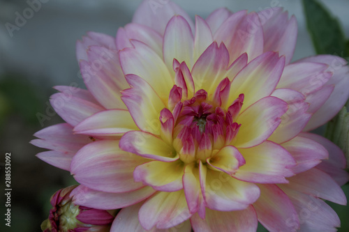 Fototapeta Naklejka Na Ścianę i Meble -  Pink and yellow dahlia flower