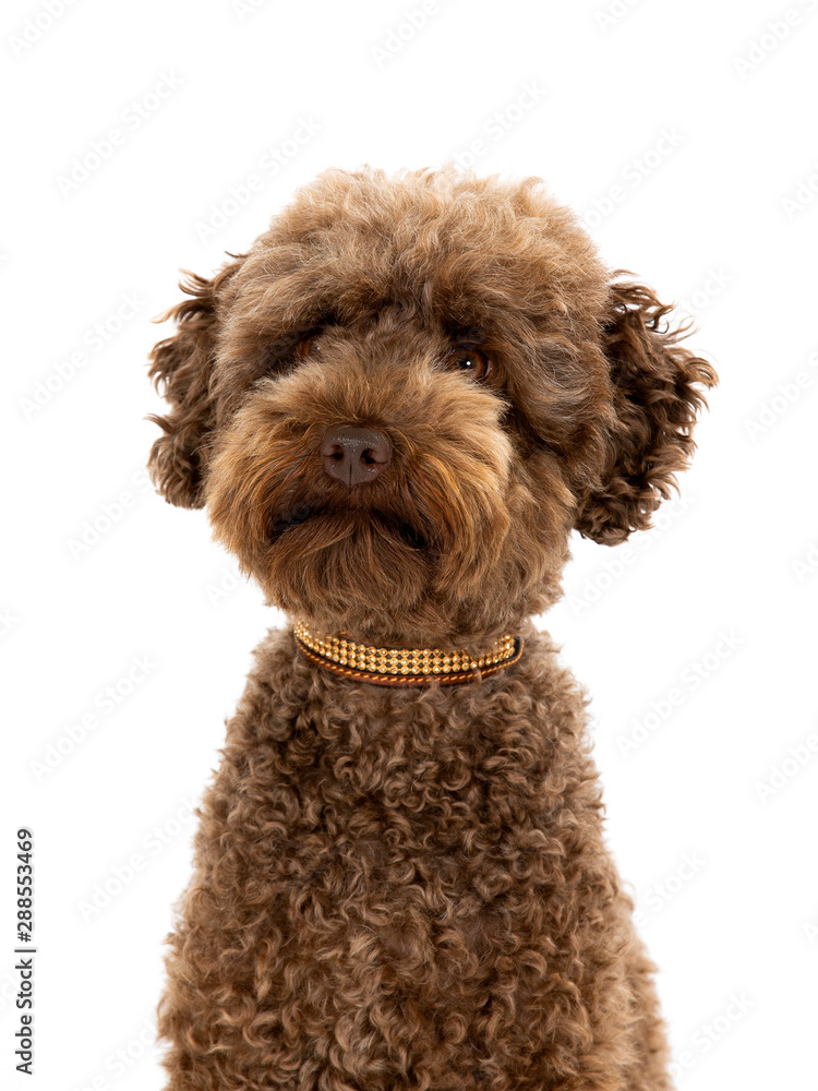 Australian labradoodle portrait in studio. Image taken with white background, isolated on white. Copy space. Australian labradoodle portrait in studio. Image taken with white background, isolated on white. Copy space.