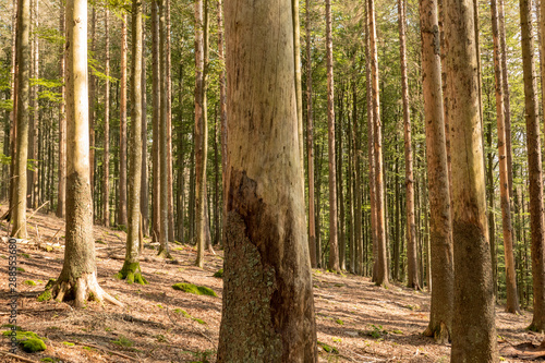 Trees without bark in the national park after bark beetle infestation