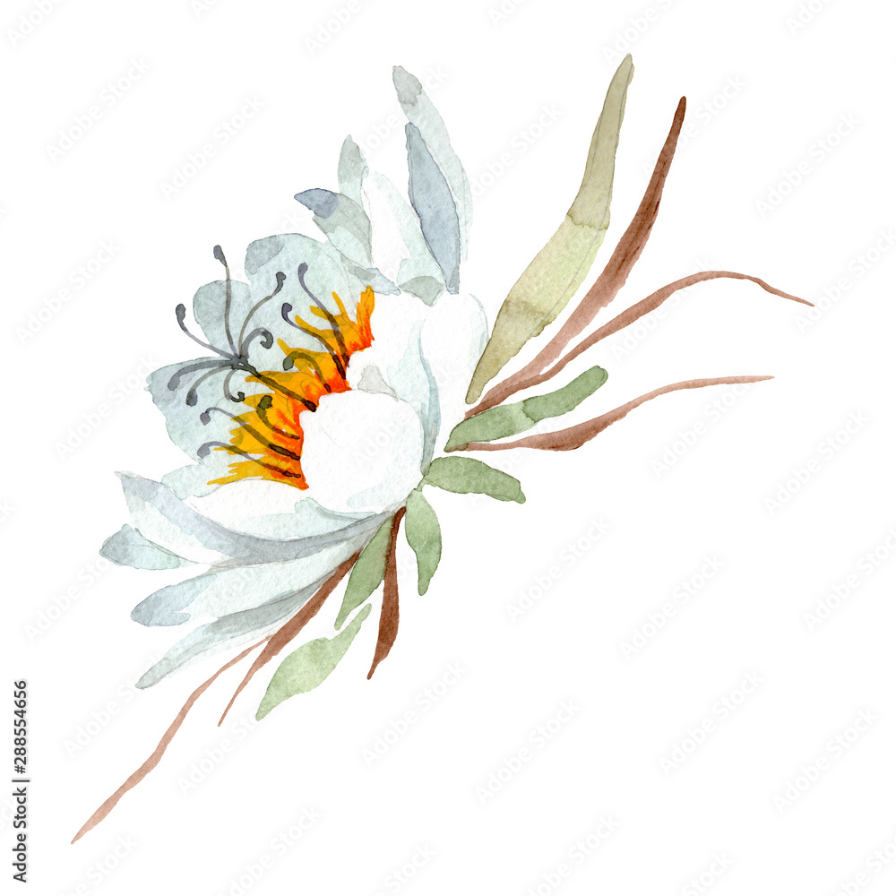 Epiphilum oxypetalum floral botanical flower. Watercolor background set. Isolated cactus illustration element.