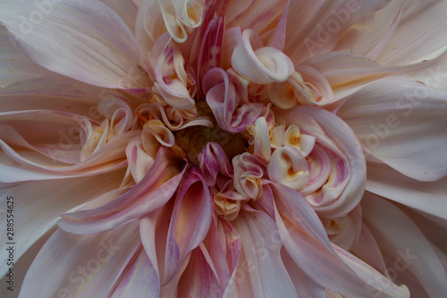Close up of cafe au last dahlia flower