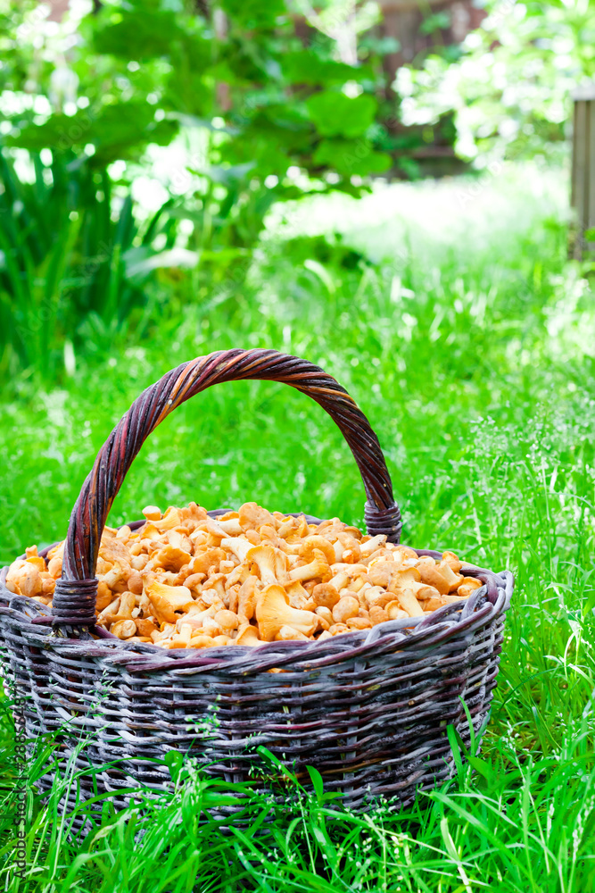 Wicker basket with wild mushrooms chanterelles on green grass background Wicker basket with wild mushrooms chanterelles on green grass background