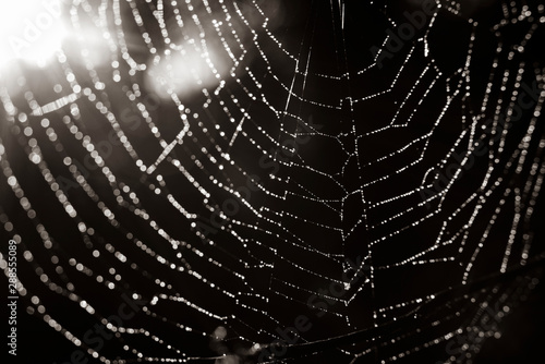 Spider web in sunlight, old spider web, black and white , abstract, fine art