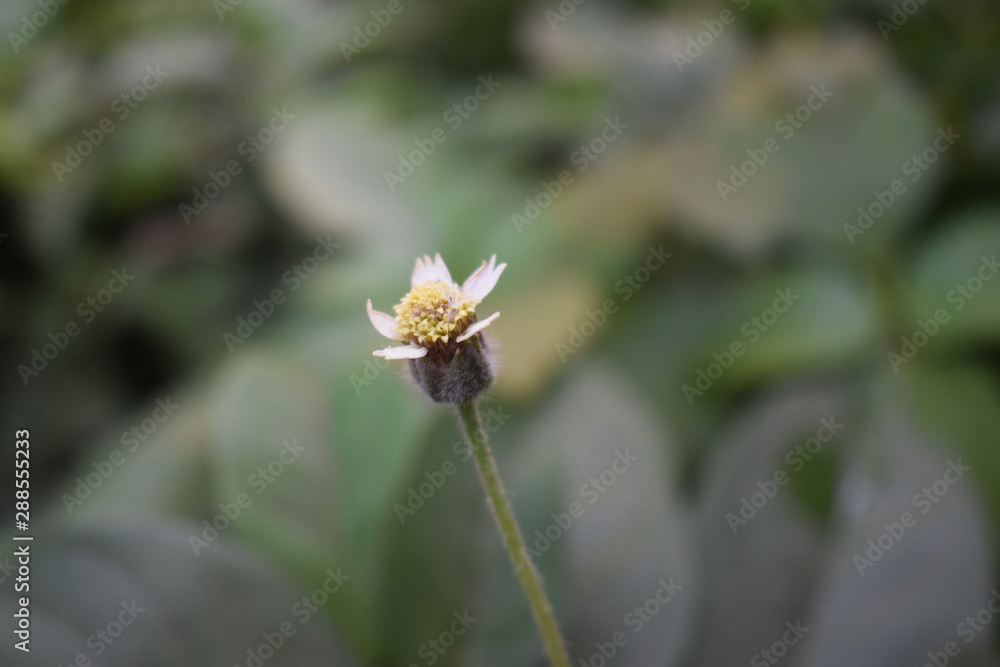 Obraz premium Wzdłuż kwiatu