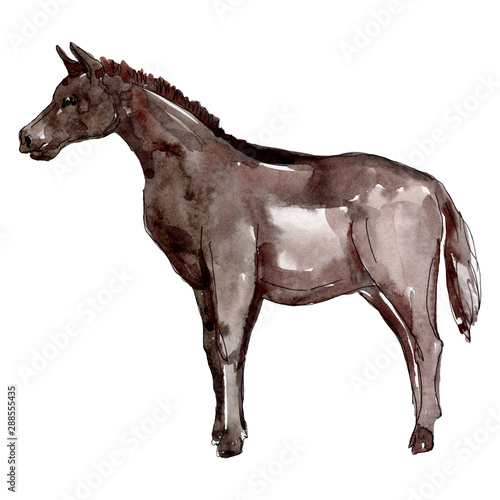 Horse farm animal isolated. Watercolor background illustration set. Isolated horse illustration element.