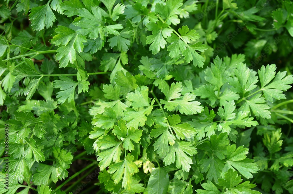green parsley grows in the garden. nutrition. eco-products in farm. Organic. Vegetarian. Health life green parsley grows in the garden. nutrition. eco-products in farm. Organic. Vegetarian. Health life