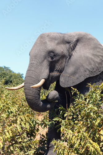 Majestic African Elephant in Chobe National Park  green vegetation after rain season  Botswana safari africa wildlife