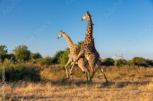 South African giraffe in love preparing to mating, Bull in on top of female. Chobe National Park, Botswana safari wildlife