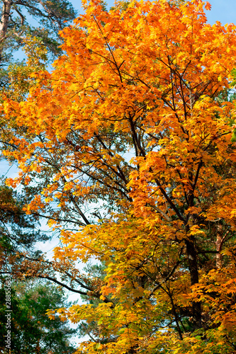 Autumn fall orange maple tree in the park on a bright sunny day © Svitlana