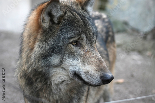 Jagender wilder Wolf auf Futtersuche im Wald. Raubtier mit scharfem Blick