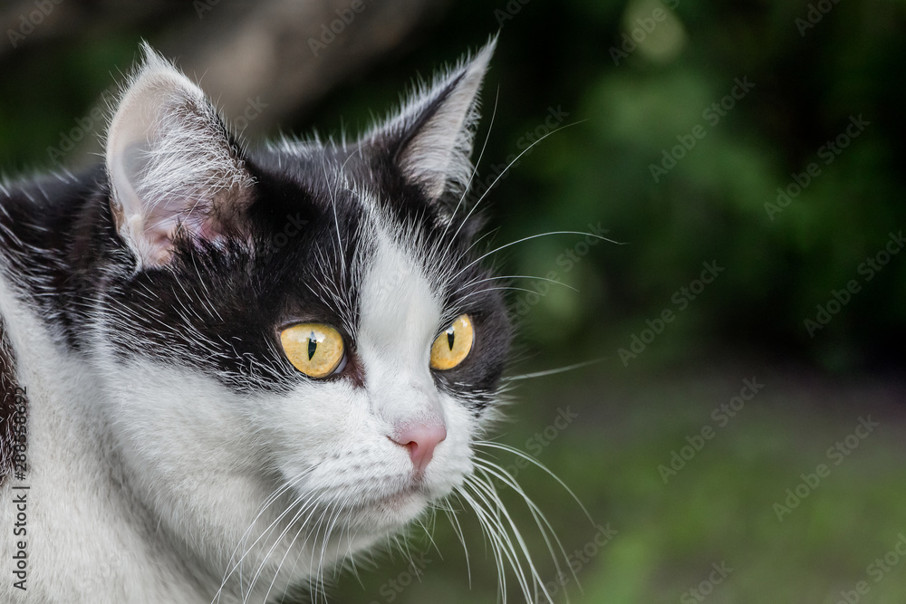 Portrait of a beautiful adult young black and white cat with big yellow eyes is on the blurred green background