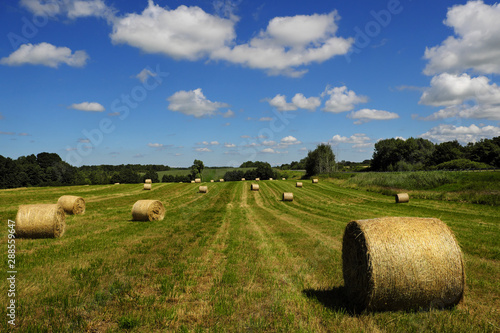 Field with rolls of hay