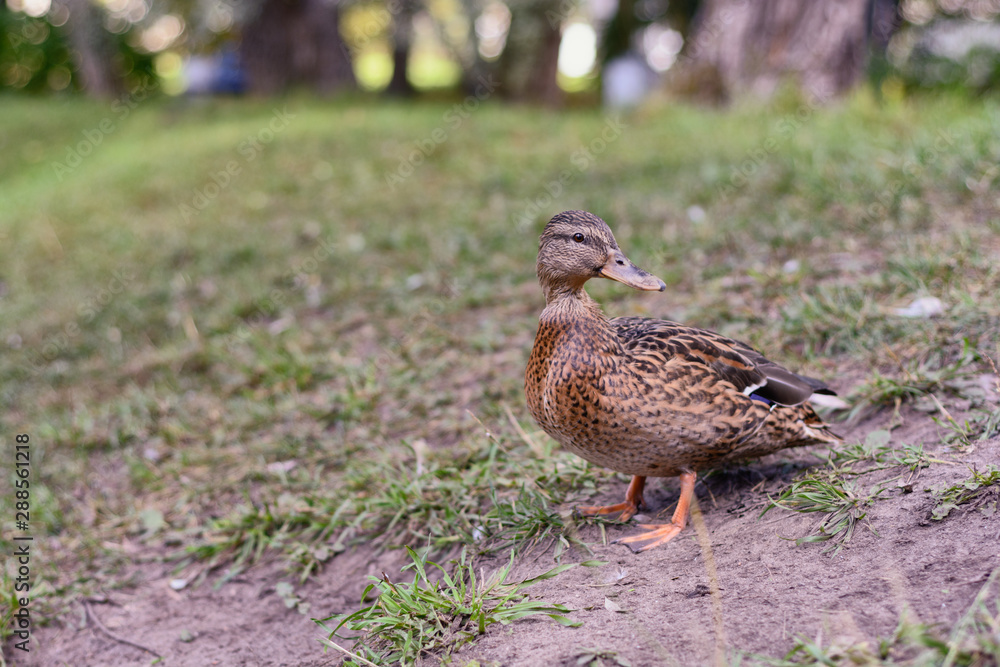 A lone duck turned back waiting for someone in the meadow A lone duck turned back waiting for someone in the meadow
