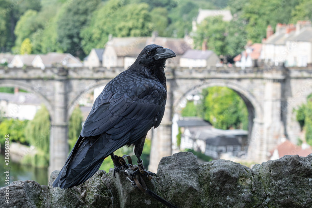 Fototapeta premium Raven at Knaresborough Castle
