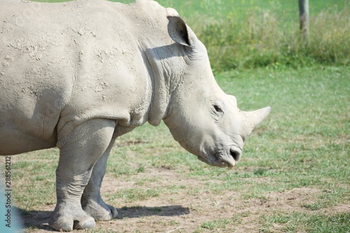 Single white rhino upper torso