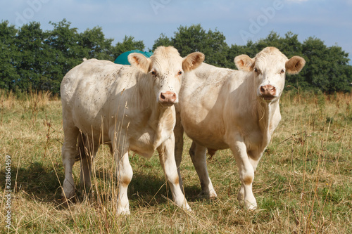 Fényképezés Charolaise cows in the field of a farm in Brittany