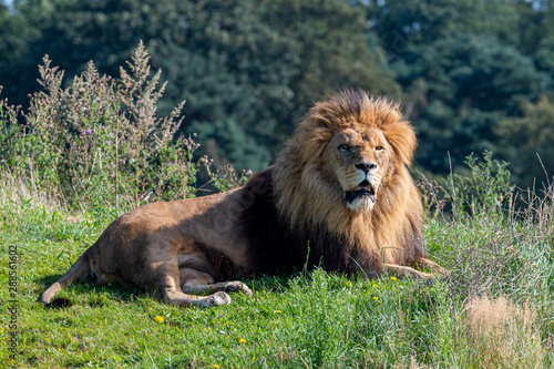 Large Male Lion in Grassland